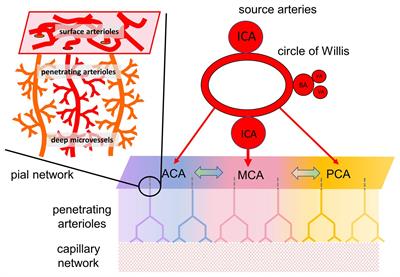 Cerebrovascular Reactivity: Purpose, Optimizing Methods, and Limitations to Interpretation – A Personal 20-Year Odyssey of (Re)searching